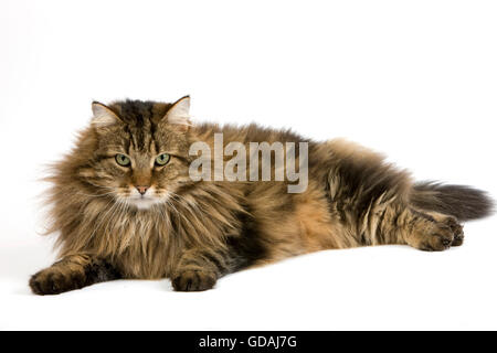 Chat domestique angora, Homme portant contre fond blanc Banque D'Images