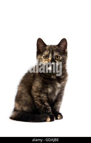 Tortoise-Shell noir British Shorthair chat domestique, chaton de 2 mois assis contre fond blanc Banque D'Images