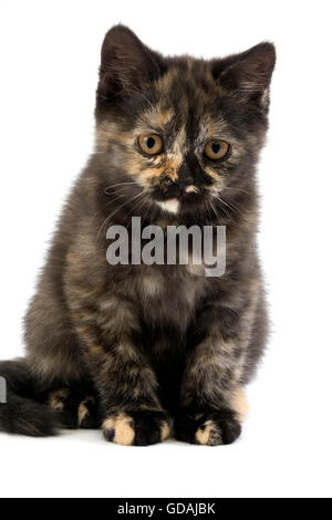 La Tortoise-Shell noir chat domestique, chaton de 2 mois Banque D'Images