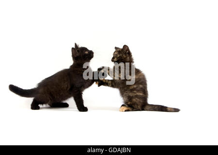 British Shorthair noir et noir écaille de British Shorthair chatons chat domestique, contre fond blanc Banque D'Images