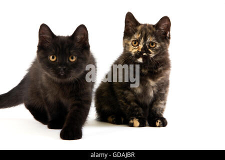 Noir et noir Écaille British Shorthair chat domestique, 2 mois chatons contre fond blanc Banque D'Images