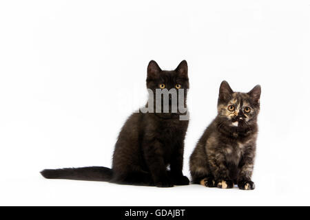 Noir et noir écaille de British Shorthair chat domestique, 2 mois chatons contre fond blanc Banque D'Images