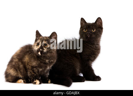 Noir et noir écaille de chatons British Shorthair Banque D'Images