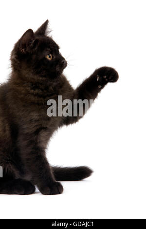 Chaton British Shorthair NOIR, jouant contre FOND BLANC Banque D'Images