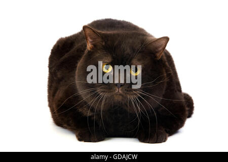 British Shorthair chocolat chat domestique, Homme portant contre fond blanc Banque D'Images