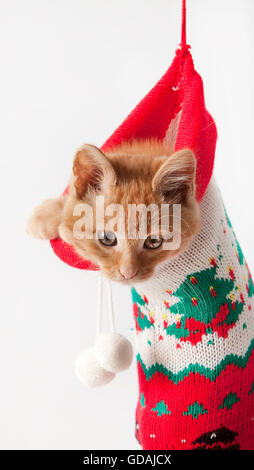 Red Tabby chat domestique, chaton dans la chaussette de Noël Banque D'Images