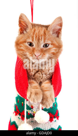 Red Tabby chat domestique, chaton dans une chaussette de Noël contre fond blanc Banque D'Images