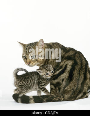 BROWN TABBY chat domestique européen, MÈRE AVEC CHATON Banque D'Images