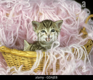 Intérieur européen BROWN TABBY CAT, KITTEN MEOWING DANS PANIER AVEC WHOOL Banque D'Images