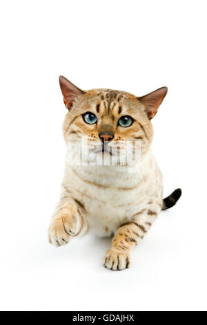 SEAL MINK TABBY Bengal chat domestique Banque D'Images