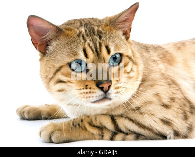 SEAL MINK TABBY Bengal chat domestique Banque D'Images