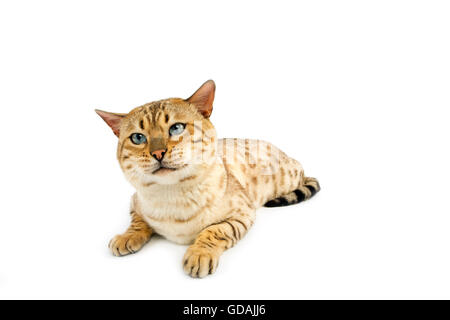 SEAL MINK TABBY Bengal chat domestique Banque D'Images