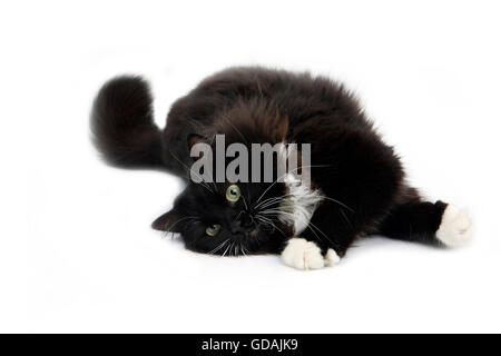 Noir et blanc chat domestique de Sibérie, femme fixant against White Background Banque D'Images