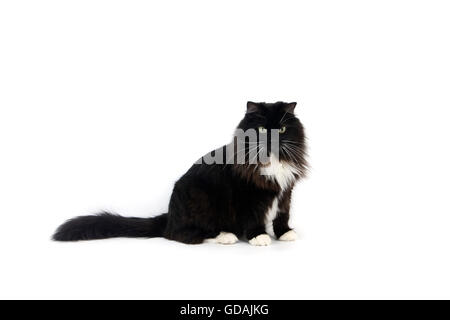 Noir et blanc chat domestique de Sibérie, Femme Banque D'Images