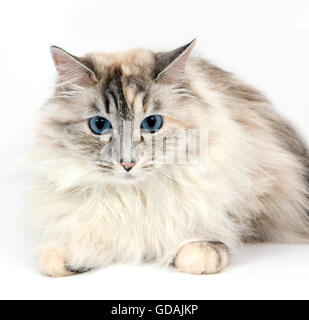 Seal Tabby Point et blanc chat domestique de Sibérie, femme portant contre fond blanc Banque D'Images