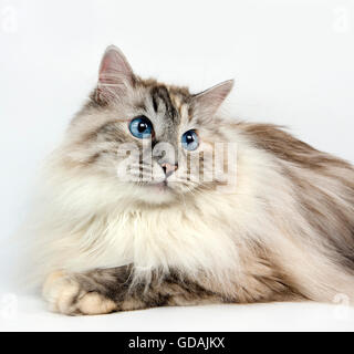 SEAL TABBY POINT AVEC blanc chat sibérien, FEMME AGAINST WHITE BACKGROUND Banque D'Images
