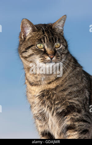 Brown Tabby chat domestique, Portrait de femme, Normandie Banque D'Images