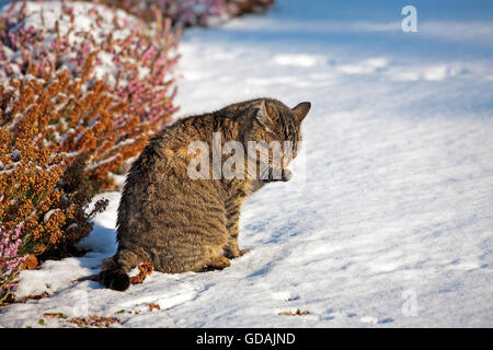 Brown Tabby chat domestique, femme sur la neige, léchant sa jambe, Normandie Banque D'Images