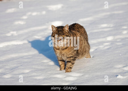 Brown Tabby chat domestique, femme sur la neige, Normandie Banque D'Images