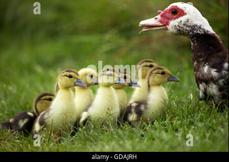 MUSKOVY DUCK Cairina moschata, FEMME AVEC CANETONS Banque D'Images