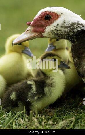 MUSKOVY DUCK Cairina moschata, FEMME AVEC CANETONS Banque D'Images