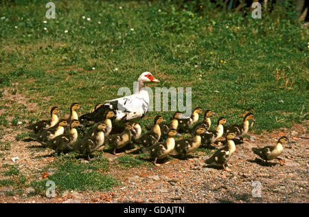 Muskovy, Duck Cairina moschata, Femme avec Canetons Banque D'Images