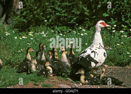 Muskovy, Duck Cairina moschata, Femme avec Canetons Banque D'Images