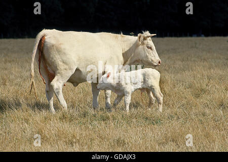 Bovins CHAROLAIS, Vache et son veau debout sur l'herbe sèche Banque D'Images