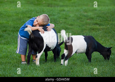 Enfant avec les chèvres naines, capra hircus, Zoo en Normandie Banque D'Images