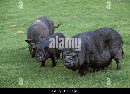 Pot-Bellied Pig vietnamiens, sus scrofa domesticus Banque D'Images