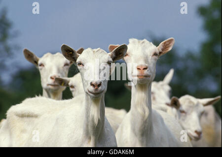 Saanen, troupeau de chèvres femelles Banque D'Images