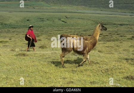 Femme avec le lama, lama glama, Equateur Banque D'Images