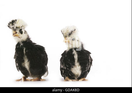 Poulet français appelé Faverolle, poussins contre fond blanc Banque D'Images