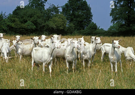 Troupeau de chèvres Saanen, debout dans l'herbe haute Banque D'Images