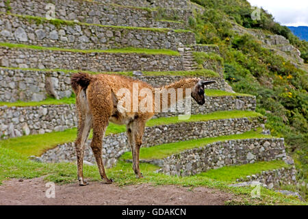 Le lama, lama glama, adulte dans la ville perdue des Incas, Machu Picchu au Pérou Banque D'Images
