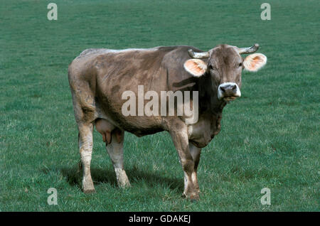 Brune des Alpes, une vache de la race bovine française Banque D'Images