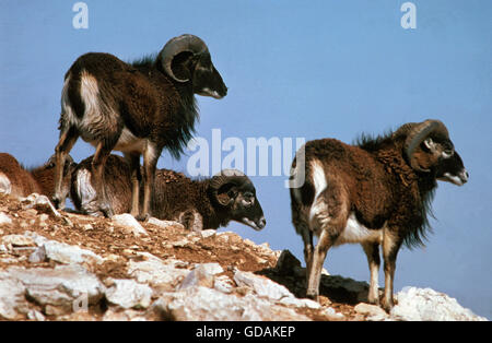 Mouflon de Dall, ovis européenne ammon, Groupe debout sur des rochers Banque D'Images