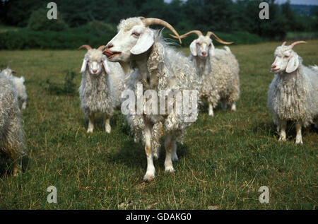 Chèvre angora, race produisant laine mohair. Banque D'Images