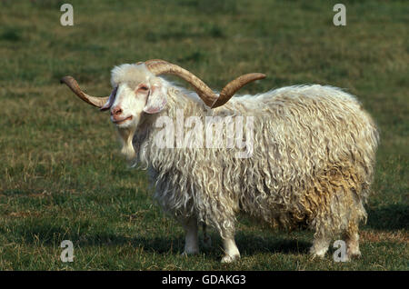 Chèvre angora, race produisant laine mohair, bouc à longues cornes Banque D'Images