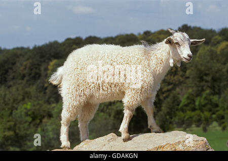 Chèvre angora, race produisant laine mohair. Banque D'Images