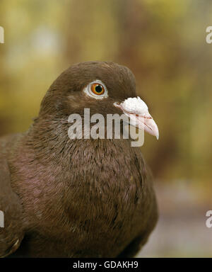 Carneau Pigeon domestique Banque D'Images