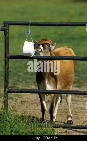 Bovins Jersey Cow, léchant le sel Banque D'Images