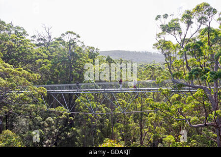 Walpole, l'Australie, le 2 avril 2016 : les touristes appréciant le Tree Top Walk dans la Vallée des Géants dans l'ouest de l'Australie. Banque D'Images