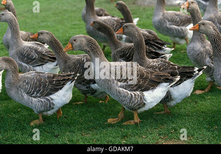 Oie de Toulouse, race produisant Pate de foie gras en France Banque D'Images