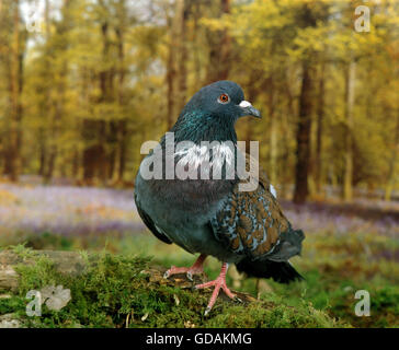 Cauchois Pigeon domestique, adulte debout sur Moss Banque D'Images