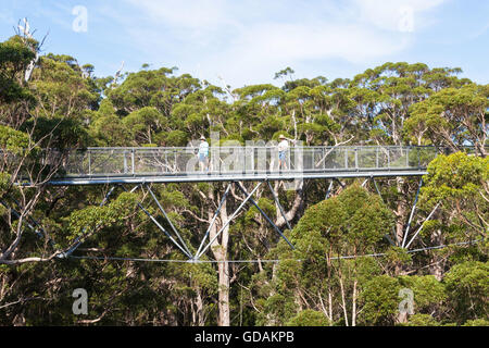 Walpole, l'Australie, le 2 avril 2016 : les touristes appréciant le Tree Top Walk dans la Vallée des Géants dans l'ouest de l'Australie. Banque D'Images