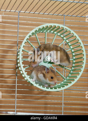 Hamster doré, Mesocricetus auratus, jouer dans la Cage Banque D'Images