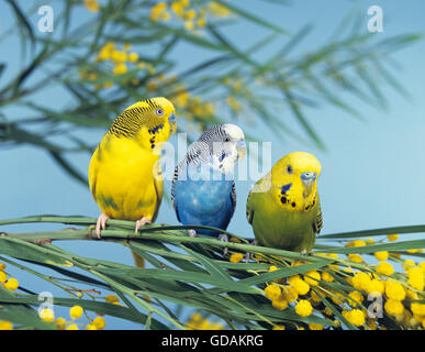 Perruche ondulée, Melopsittacus undulatus, adultes on Silver wattle Banque D'Images