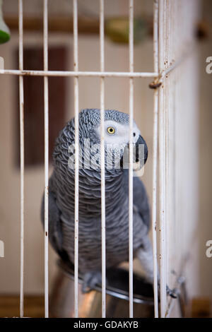 Perroquet gris d'Afrique Psittacus erithacus en cage, la Namibie Banque D'Images