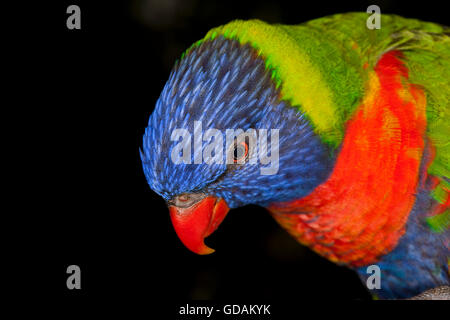 RAINBOW LORIKEET Trichoglossus haematodus moluccanus, CHEF DE DES PROFILS SUR FOND NOIR Banque D'Images